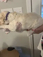 “Reduced price” Purple collar Light Cream Male, a male Poodle - Standard  for sale in McConnells, SC – 4 of 4
