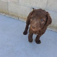 Teddy, a male Goldendoodle for sale in Fontana, CA – 3 of 5