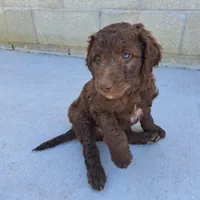 Teddy, a male Goldendoodle for sale in Fontana, CA – 2 of 5