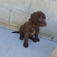Teddy, a male Goldendoodle for sale in Fontana, CA – 4 of 5