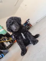 Manny, a male Goldendoodle for sale in Fontana, CA – 3 of 5