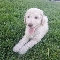 Bobby , a male Goldendoodle for sale in Fontana, CA – 4 of 7