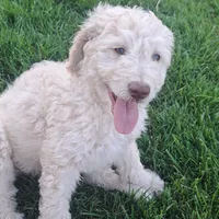 Bobby , a male Goldendoodle for sale in Fontana, CA – 2 of 7