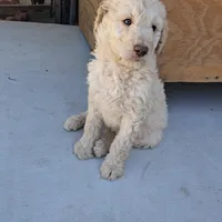 Bobby , a male Goldendoodle for sale in Fontana, CA – 3 of 4