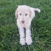 Bobby , a male Goldendoodle for sale in Fontana, CA – 7 of 7