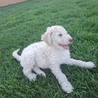 Bobby , a male Goldendoodle for sale in Fontana, CA – 6 of 7