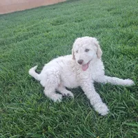 Bobby , a male Goldendoodle for sale in Fontana, CA – 5 of 7