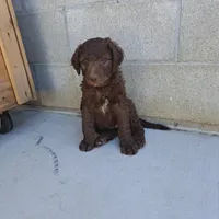 Teddy, a male Goldendoodle for sale in Fontana, CA – 5 of 5