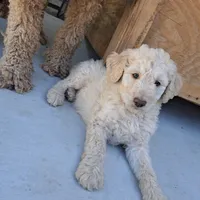 Bobby , a male Goldendoodle for sale in Fontana, CA – 4 of 4