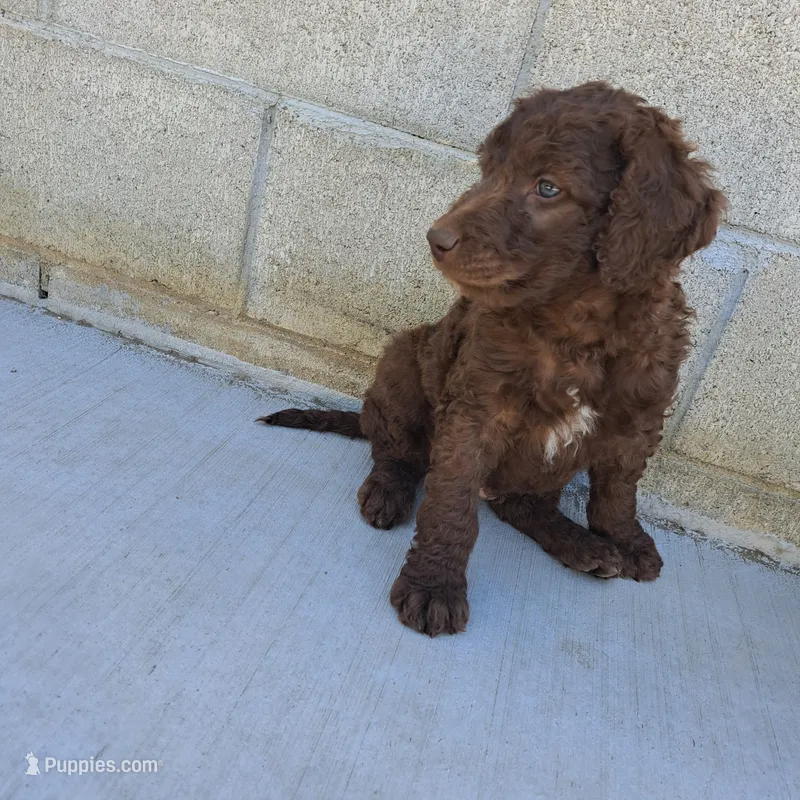 Teddy – Goldendoodle puppy for sale in Fontana, CA