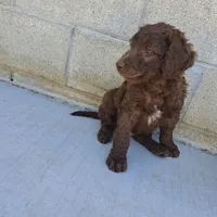 Teddy, a male Goldendoodle for sale in Fontana, CA – 1 of 5