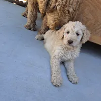 Bobby , a male Goldendoodle for sale in Fontana, CA – 2 of 4