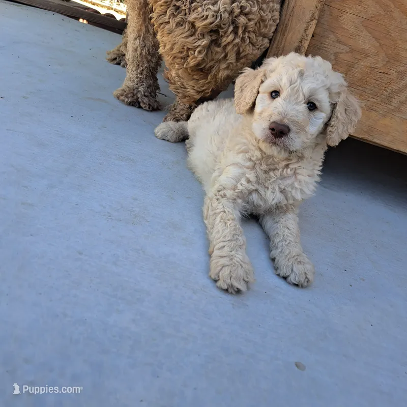 Bobby  – Goldendoodle puppy for sale in Fontana, CA