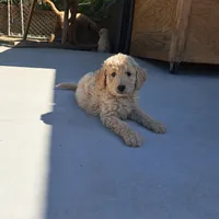 Bella, a female Goldendoodle for sale in Fontana, CA – 4 of 4