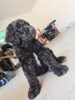 Manny, a male Goldendoodle for sale in Fontana, CA – 4 of 5