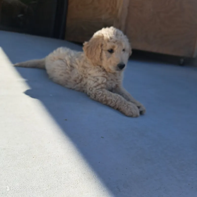 Bella – Goldendoodle puppy for sale in Fontana, CA