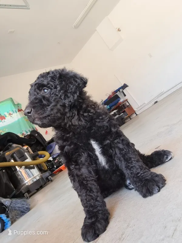 Manny – Goldendoodle puppy for sale in Fontana, CA