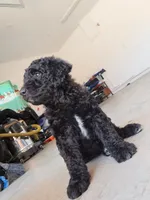 Manny, a male Goldendoodle for sale in Fontana, CA – 1 of 5