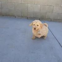 Bella, a female Goldendoodle for sale in Fontana, CA – 2 of 4