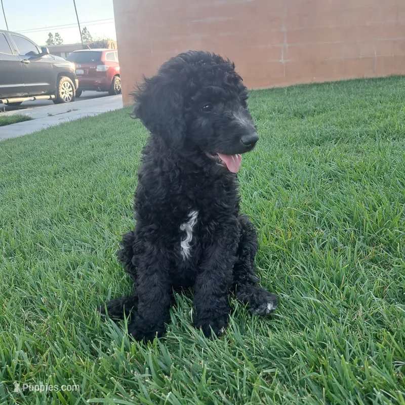 Manny – Goldendoodle puppy for sale in Fontana, CA