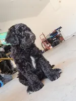 Manny, a male Goldendoodle for sale in Fontana, CA – 2 of 5