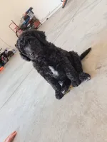 Manny, a male Goldendoodle for sale in Fontana, CA – 5 of 5