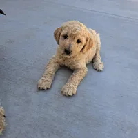 Bella, a female Goldendoodle for sale in Fontana, CA – 3 of 4