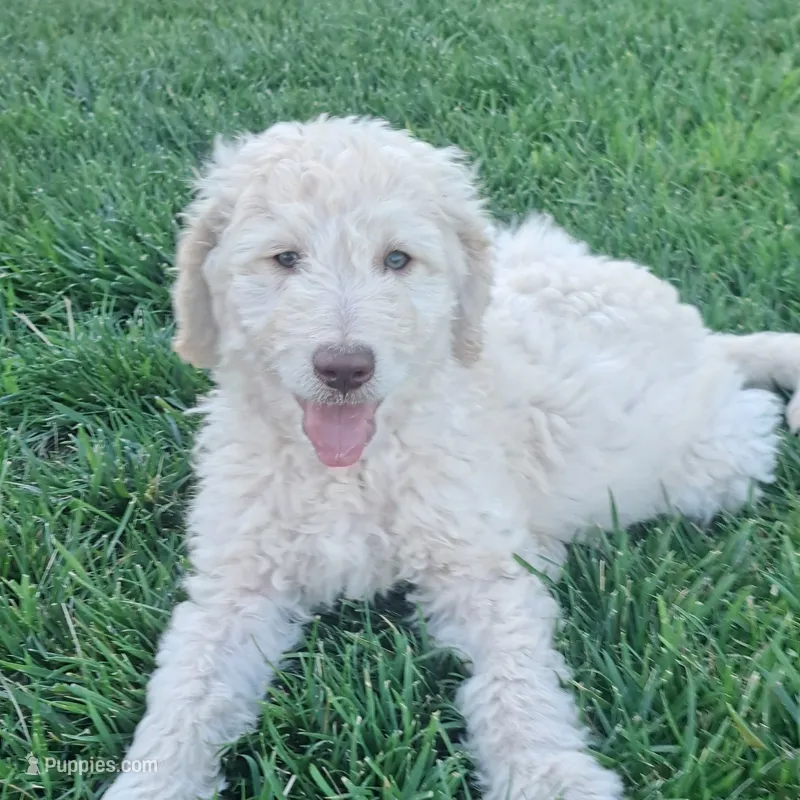 Bobby  – Goldendoodle puppy for sale in Fontana, CA