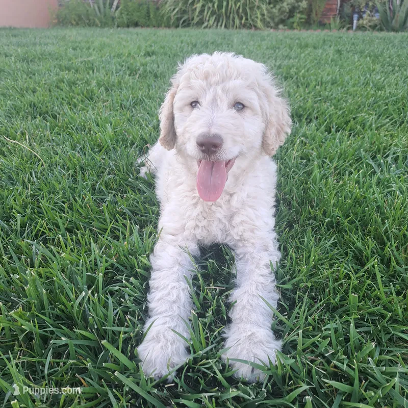 Bobby  – Goldendoodle puppy for sale in Fontana, CA