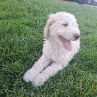 Bobby , a male Goldendoodle for sale in Fontana, CA – 3 of 7