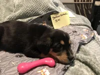 Betsy, a female German Shepherd Dog and Labrador Retriever for sale in Watertown, WI – Photo 4 of 5