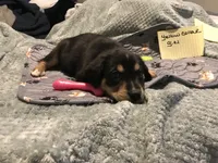 Betsy, a female German Shepherd Dog and Labrador Retriever for sale in Watertown, WI – Photo 2 of 5