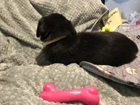 Betsy, a female German Shepherd Dog and Labrador Retriever for sale in Watertown, WI – Photo 5 of 5