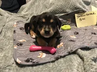 Betsy, a female German Shepherd Dog and Labrador Retriever for sale in Watertown, WI – Photo 1 of 5