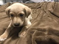 ButterCup(princess), a female German Shepherd Dog and Labrador Retriever for sale in Watertown, WI – Photo 4 of 5