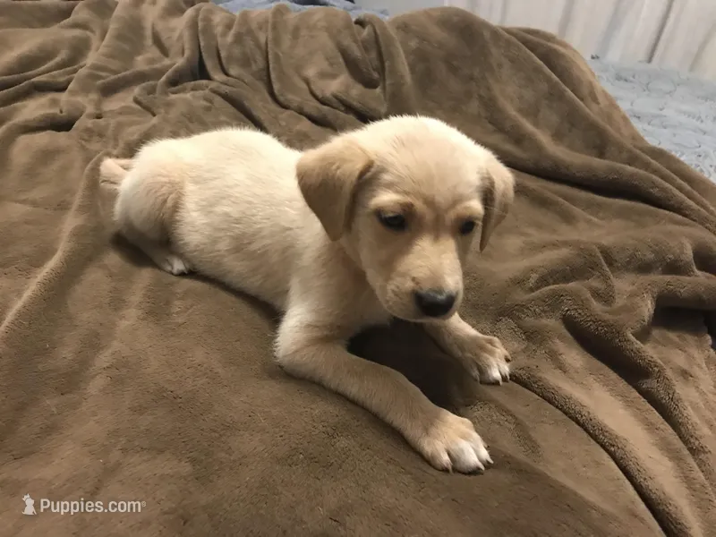 ButterCup(princess), a female German Shepherd Dog and Labrador Retriever for sale in Watertown, WI – Photo 1 of 5
