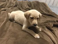 ButterCup(princess), a female German Shepherd Dog and Labrador Retriever for sale in Watertown, WI – Photo 1 of 5