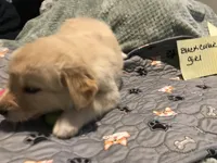 Bella, a female German Shepherd Dog and Labrador Retriever for sale in Watertown, WI – Photo 3 of 5