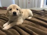 Baxter, a male German Shepherd Dog and Labrador Retriever for sale in Watertown, WI – Photo 2 of 5