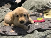 Bella, a female German Shepherd Dog and Labrador Retriever for sale in Watertown, WI – Photo 2 of 5
