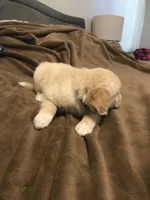 Baxter, a male German Shepherd Dog and Labrador Retriever for sale in Watertown, WI – Photo 5 of 5