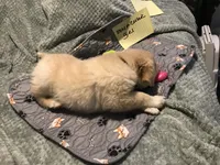 Bella, a female German Shepherd Dog and Labrador Retriever for sale in Watertown, WI – Photo 5 of 5