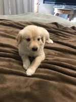 Baxter, a male German Shepherd Dog and Labrador Retriever for sale in Watertown, WI – Photo 1 of 5