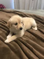 Baxter, a male German Shepherd Dog and Labrador Retriever for sale in Watertown, WI – Photo 3 of 5