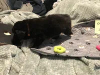 Ada, a female German Shepherd Dog and Labrador Retriever for sale in Watertown, WI – Photo 4 of 5