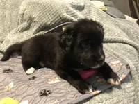 Ada, a female German Shepherd Dog and Labrador Retriever for sale in Watertown, WI – Photo 5 of 5