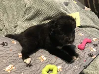 Ada, a female German Shepherd Dog and Labrador Retriever for sale in Watertown, WI – Photo 1 of 5