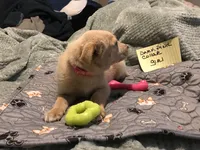 Carmel, a female German Shepherd Dog and Labrador Retriever for sale in Watertown, WI – Photo 4 of 5