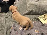 Carmel, a female German Shepherd Dog and Labrador Retriever for sale in Watertown, WI – Photo 3 of 5