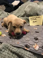 Carmel, a female German Shepherd Dog and Labrador Retriever for sale in Watertown, WI – Photo 2 of 5